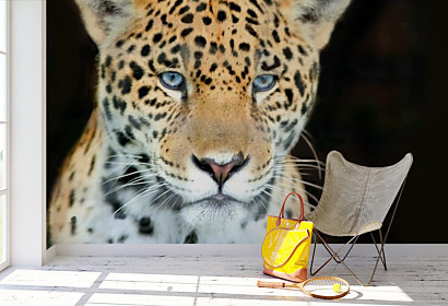 Fototapeta Leopard 1107